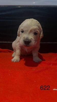 Les chiots de Golden Retriever