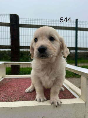 Les chiots de Golden Retriever