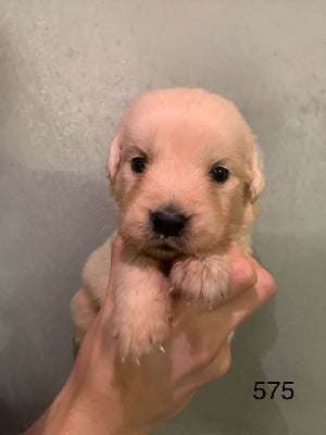 Les chiots de Golden Retriever