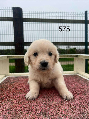 Les chiots de Golden Retriever