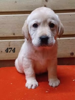 Les chiots de Labrador Retriever