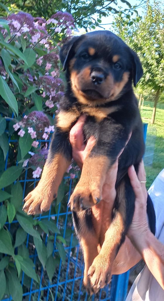 CHIOT - Rottweiler