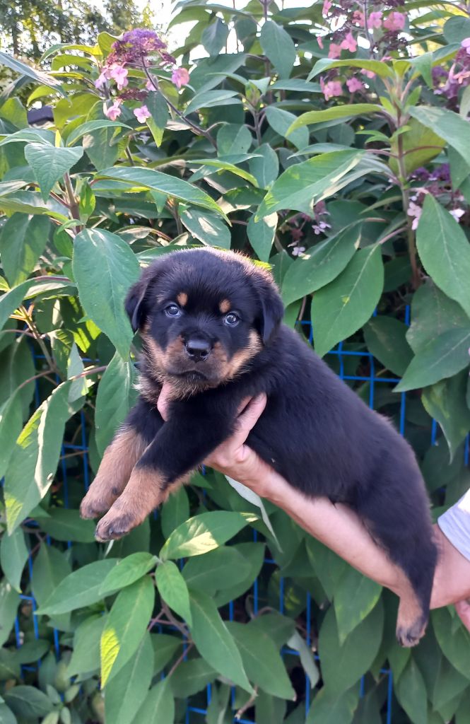 CHIOT - Rottweiler