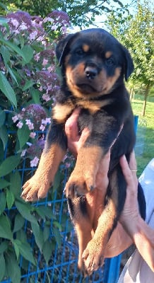 Les chiots de Rottweiler