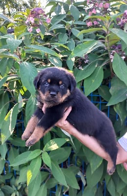 Les chiots de Rottweiler