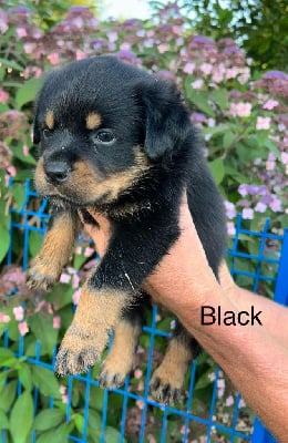 Les chiots de Rottweiler