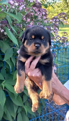 Les chiots de Rottweiler