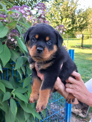 Les chiots de Rottweiler