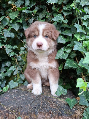 Les chiots de Berger Australien