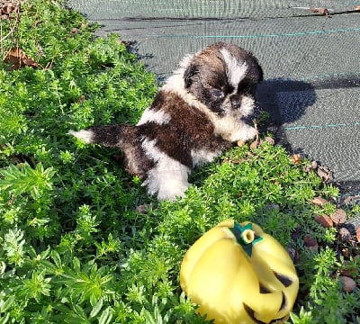 Les chiots de Shih Tzu