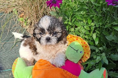 Les chiots de Shih Tzu