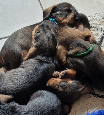 Les chiots de Teckel poil dur