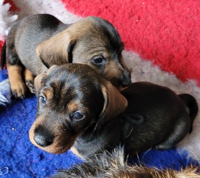 Les chiots de Teckel poil dur