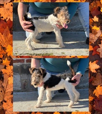 Les chiots de Fox Terrier Poil Dur