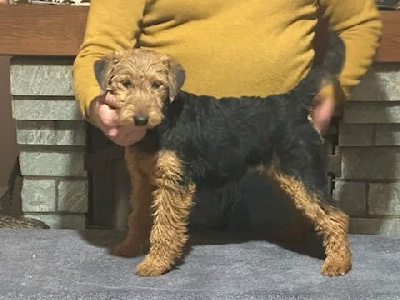 Les chiots de Welsh Terrier