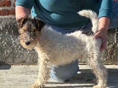 Les chiots de Fox Terrier Poil Dur