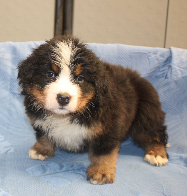 Les chiots de Bouvier Bernois