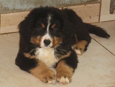 Les chiots de Bouvier Bernois