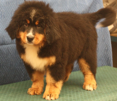 Les chiots de Bouvier Bernois