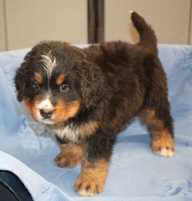 Les chiots de Bouvier Bernois