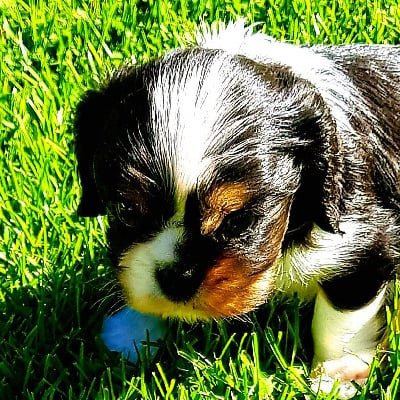 Les chiots de Cavalier King Charles Spaniel