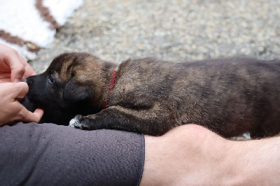 Les chiots de Berger hollandais