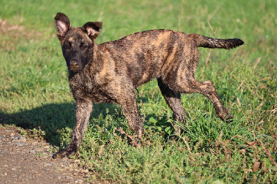 Les chiots de Berger hollandais