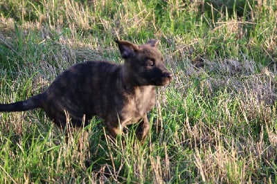 Les chiots de Berger hollandais