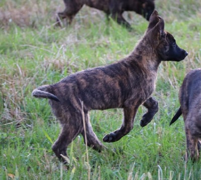 Les chiots de Berger hollandais