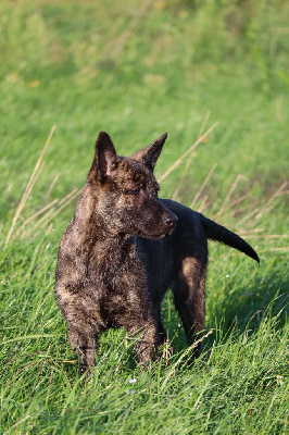 Les chiots de Berger hollandais