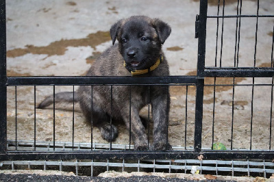 Les chiots de Berger hollandais