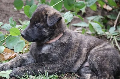 Les chiots de Berger hollandais