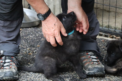 Les chiots de Berger hollandais