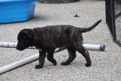 Les chiots de Berger hollandais