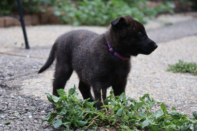 Les chiots de Berger hollandais