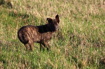 Les chiots de Berger hollandais