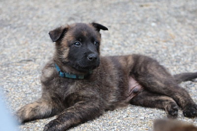 Les chiots de Berger hollandais