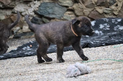 Les chiots de Berger hollandais