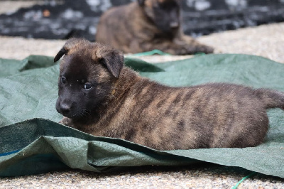 Les chiots de Berger hollandais