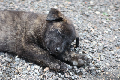 Les chiots de Berger hollandais