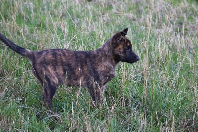 Les chiots de Berger hollandais