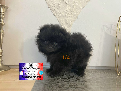 Chiot mâle Spitz Nain tricolore disponible : Petite Annonce chien