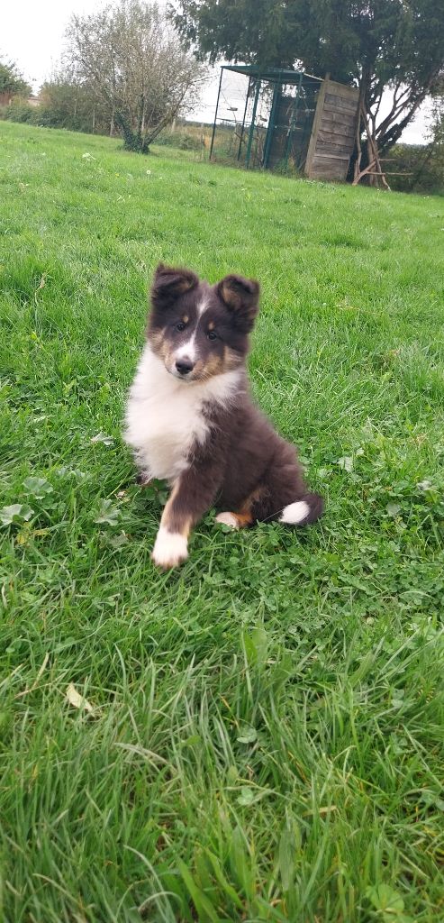 Vaillant - Shetland Sheepdog