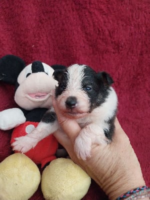 Les chiots de Shetland Sheepdog