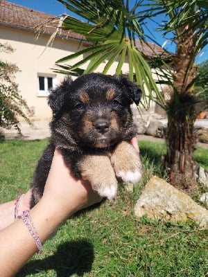 Les chiots de Berger Américain Miniature 