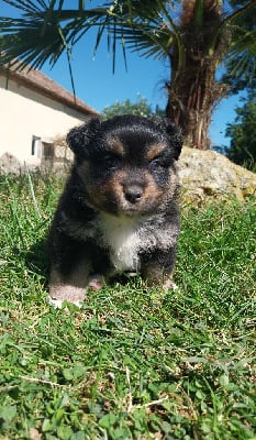 Les chiots de Berger Américain Miniature 