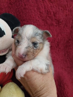 Les chiots de Shetland Sheepdog