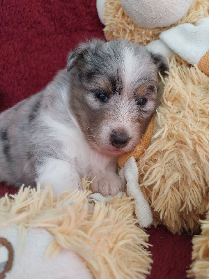 Les chiots de Shetland Sheepdog