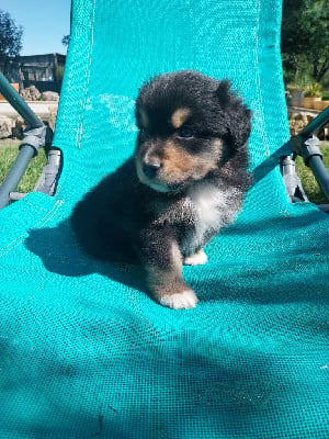 Les chiots de Berger Américain Miniature 