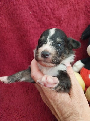 Les chiots de Shetland Sheepdog